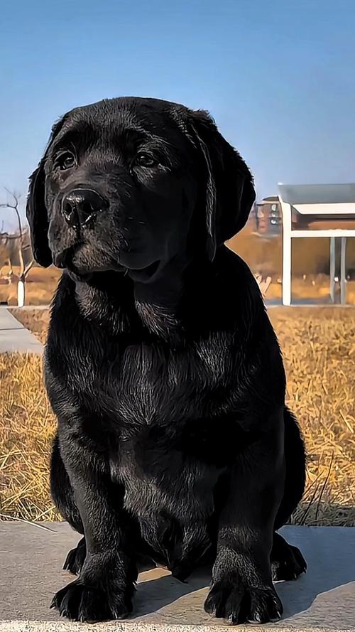 拉布拉多犬图片大全大图(拉布拉多犬图片壁纸)